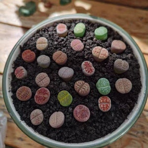 M-Größenpackung mit 12/24 Lithops 0,5-0,7 Sortierte Erwachsene Sämlinge Blühender Stein Lebende Pflanze Bild 3