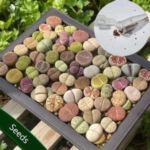 Lithops 100 Seeds Mixed Varieties