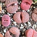see more listings in the Lithops Mixed section