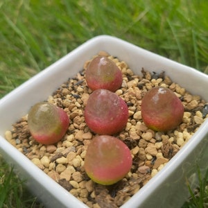 Conophytum Burgeri Lithops Live plant Living Stone image 4