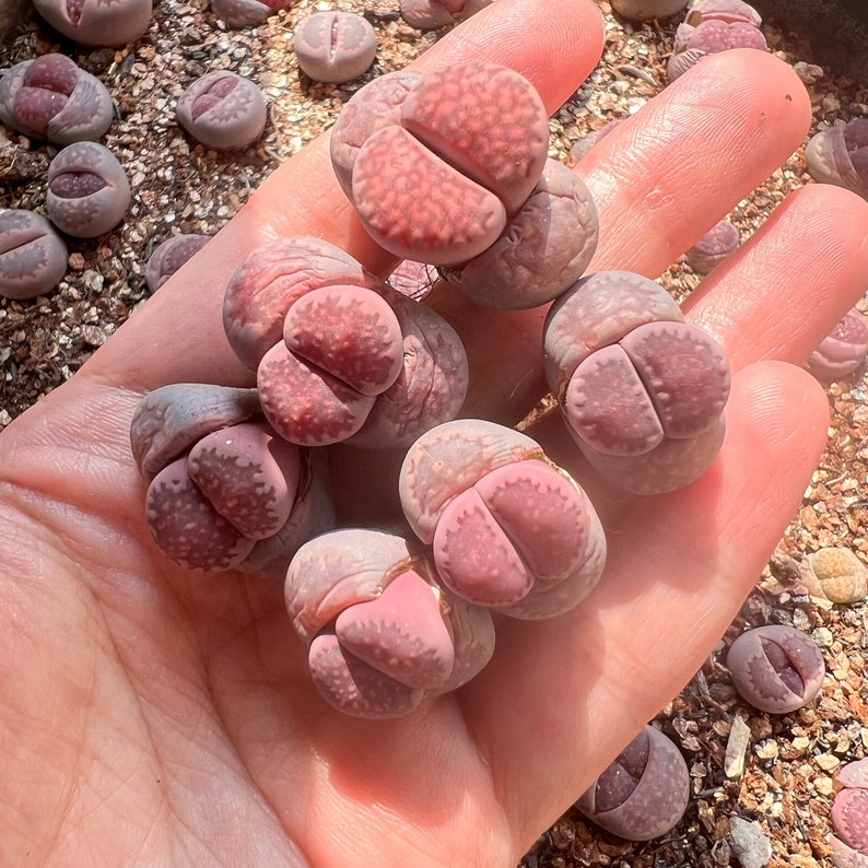 Lithops salicola Purple Satos Violet image 1