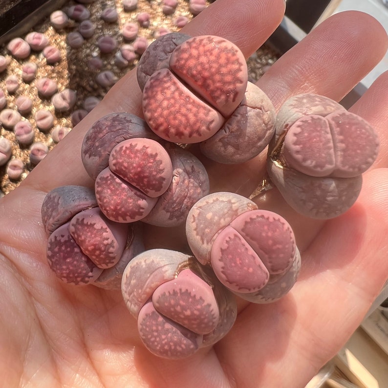 Lithops salicola Purple Satos Violet image 2