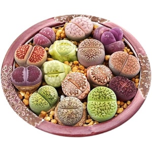 L Size Pack of 9 Lithops 2-3 Years Old adult-sized Live Flowering Stone Cute Succulent