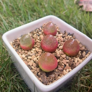 Conophytum Burgeri Lithops Live plant Living Stone image 3