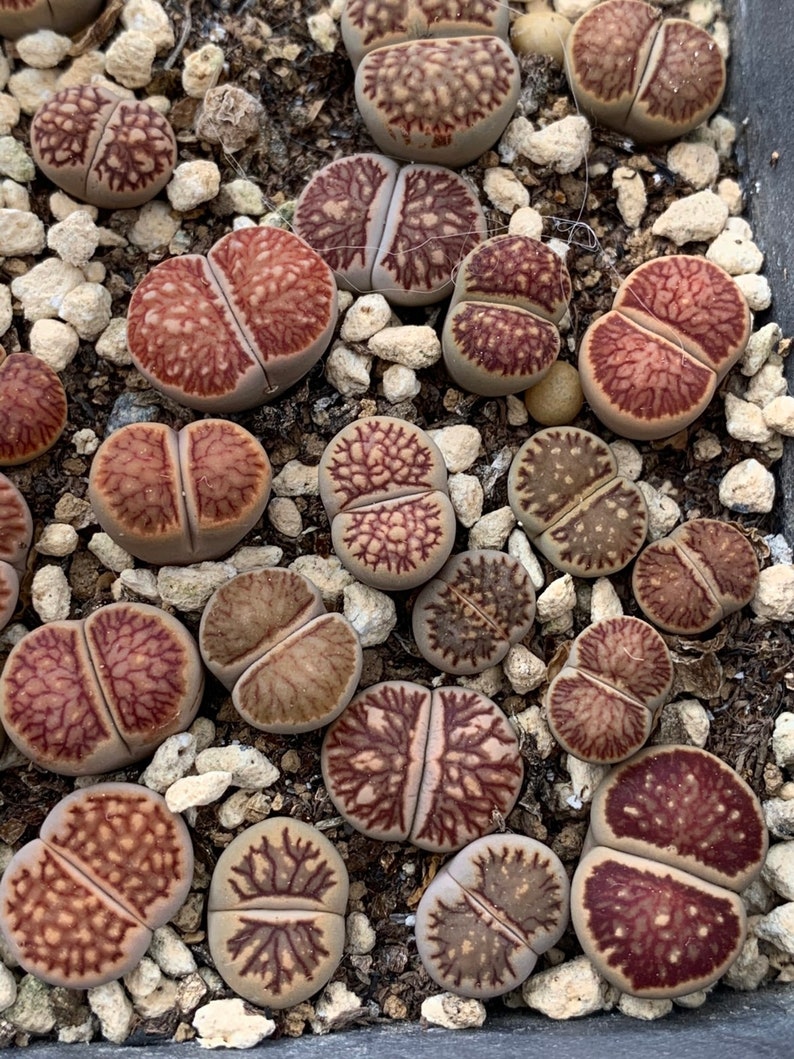 Lithops Kikusiyo Giyoku Live plant image 2