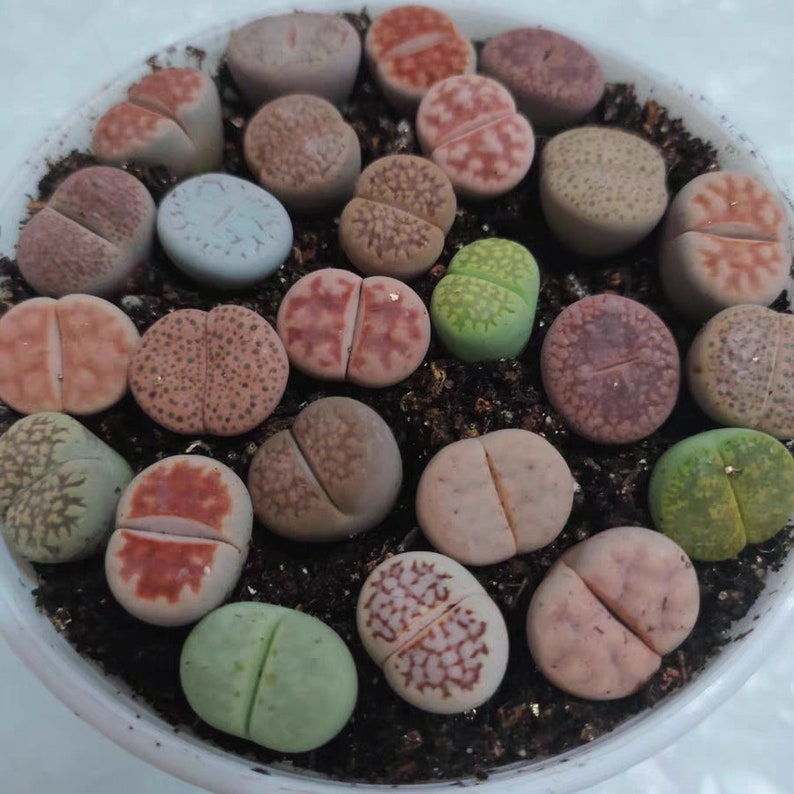 M-Größenpackung mit 12/24 Lithops 0,5-0,7 Sortierte Erwachsene Sämlinge Blühender Stein Lebende Pflanze Bild 4