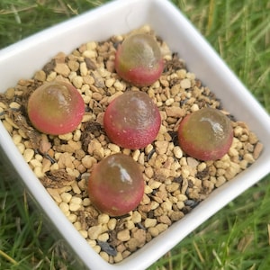 Conophytum Burgeri Lithops Live plant Living Stone image 2