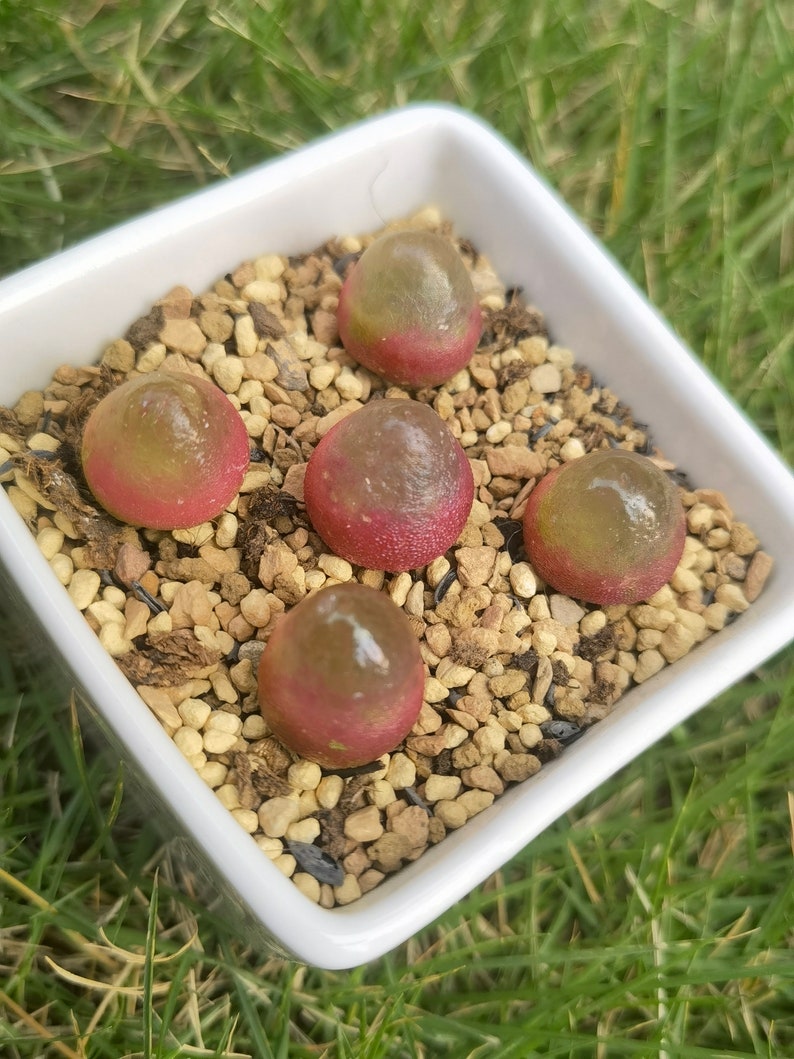 Conophytum Burgeri Lithops Live plant Living Stone image 2