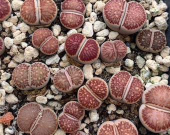 Lithops Kikusiyo Giyoku Lebende Pflanze