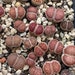 see more listings in the Lithops einzeln section