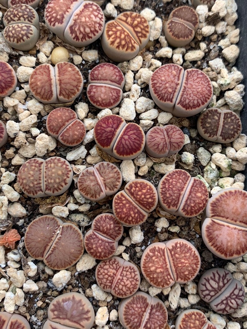 Lithops Kikusiyo Giyoku Live plant image 1