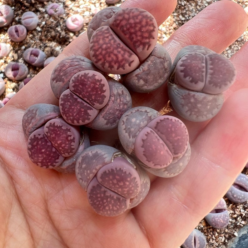 Lithops salicola Purple Satos Violet image 4