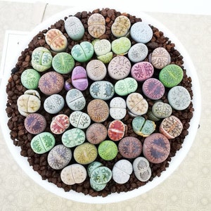 S size Pack of 20 Live Baby Lithops / 1 Year Old Seedlings Super Mini/ Flowering Stone