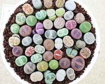 S size Pack of 20 Live Baby Lithops / 1 Year Old Seedlings Super Mini/ Flowering Stone