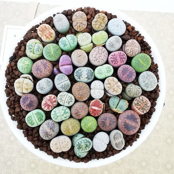 S size Pack of 20 Live Baby Lithops / 1 Year Old Seedlings Super Mini/ Flowering Stone