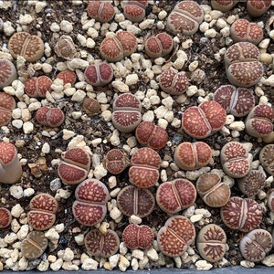 Lithops Kikusiyo Giyoku Live plant image 3