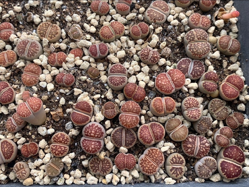 Lithops Kikusiyo Giyoku Live plant image 3