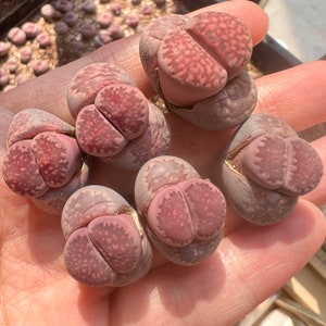 Lithops salicola Purple Satos Violet image 3