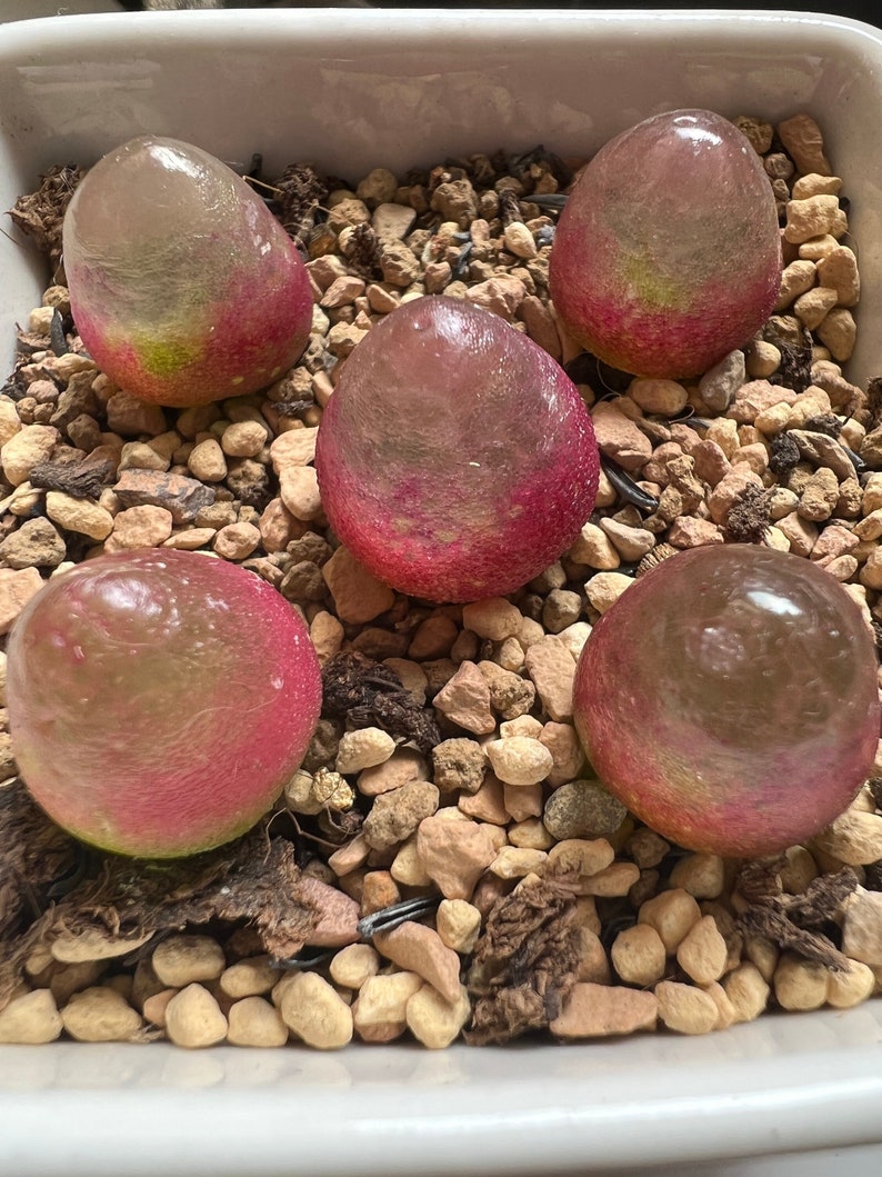 Conophytum Burgeri Lithops Live plant Living Stone image 1