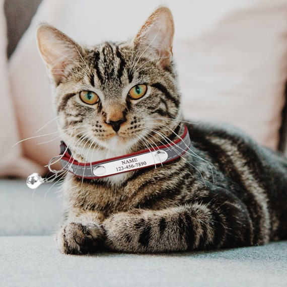 Kitten collar with name tag top