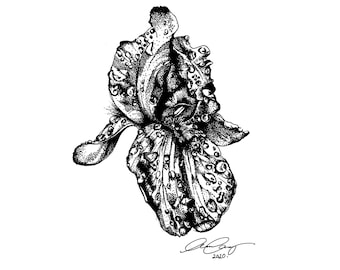 Hand Illustrated Iris A4 Giclée Print
