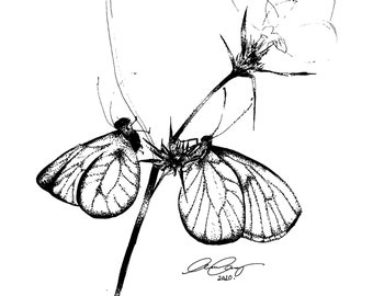 Hand Illustrated Butterflies A4 Giclée Print