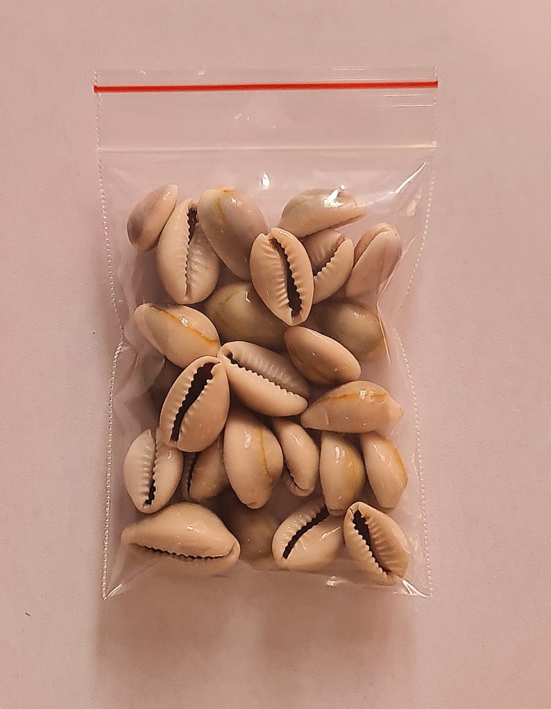 Small Cowries Small African Shells Natural Cowries Various Sizes Decoration and ...