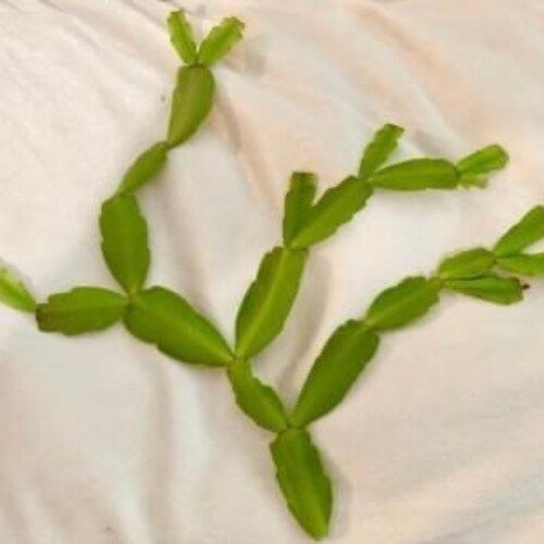 Three Plant Combo 3'' California Tropicals Fishbone Cactus Three Plant Combo 3'' California Tropicals Fishbone Cactus