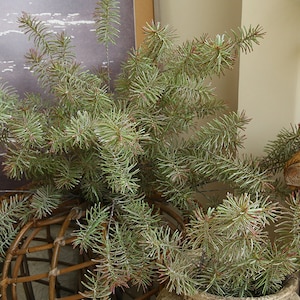 Puede incluir: Un manojo de ramitas de pino artificiales con agujas verdes y marrones. Las ramitas están dispuestas en un jarrón y se utilizan para la decoración.