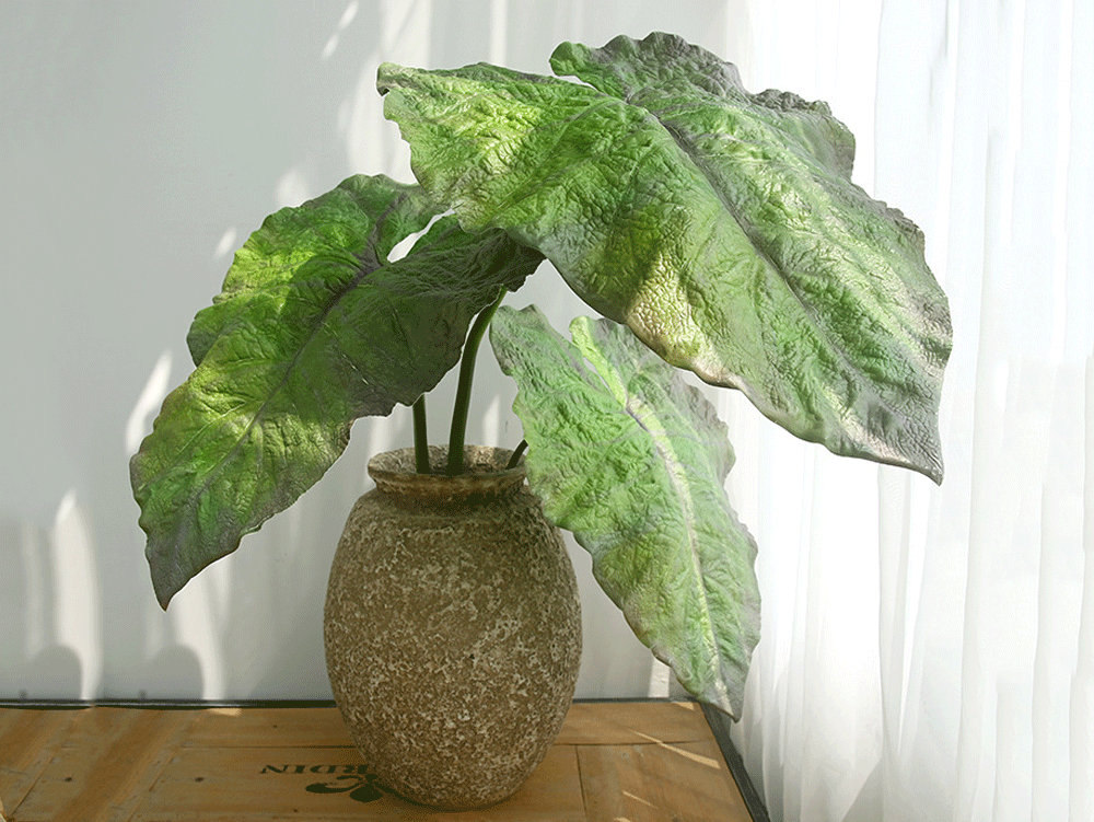 Alocasia dragon scale variegated - Etsy 日本 Alocasia dragon scale variegated - Etsy 日本