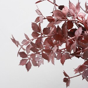 以下が含まれることがあります： 白い背景に、深い赤色の葉が絡み合ったつる植物