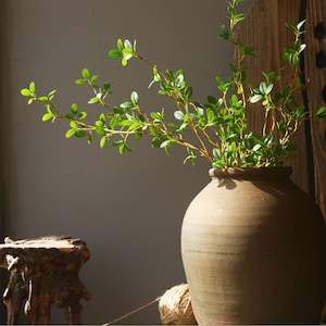 May include: A green leafy plant in a brown ceramic pot. The pot has a wide base and a narrow neck. The plant is in focus, and the background is blurred.