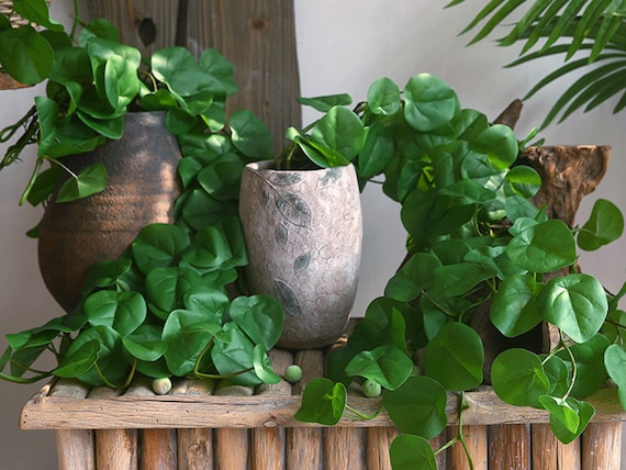 Buy Trailing Emerald Pothos Long Vine, Epipremnum Aureum Cane, Climbing  Scindapsus Jade Satin, Artificial Quality Greenery, Garland Wreath Arch  Online in India - Etsy
