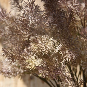 May include: A bunch of dried, light brown and beige pampas grass with feathery plumes.