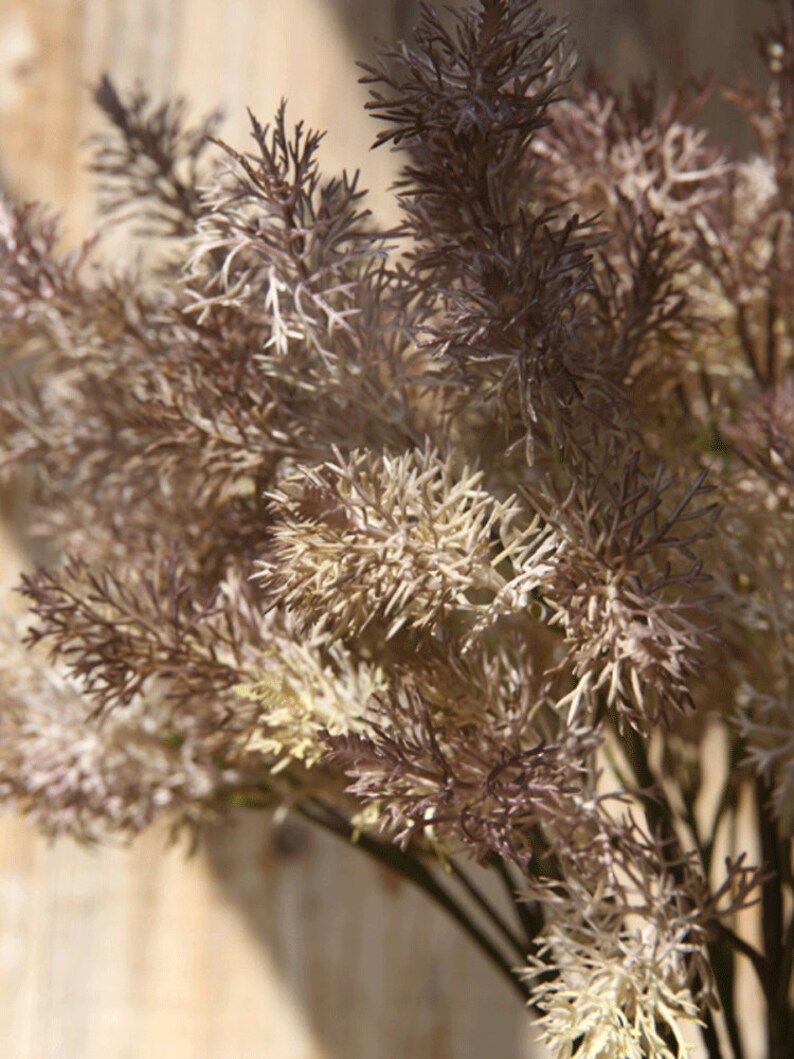 May include: A bunch of dried, light brown and beige pampas grass with feathery plumes.
