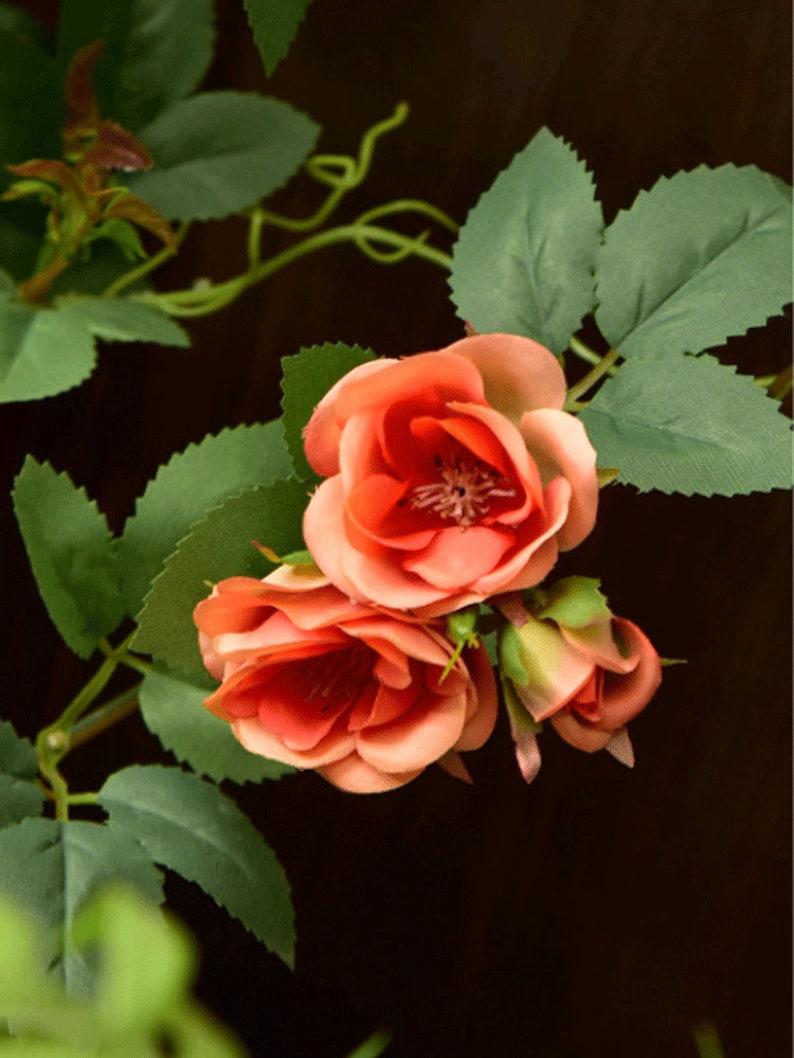 Puede incluir: Un grupo de tres rosas de color melocot&oacute;n con hojas y tallos verdes. Las rosas est&aacute;n en flor y tienen un aspecto delicado y con volantes.
