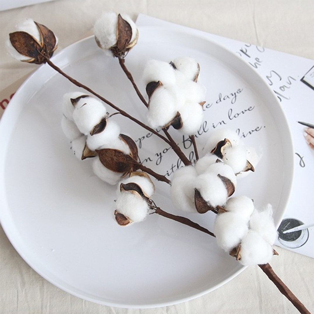 Tige de coton naturel branche de fleur séchée faux décor en - Etsy France