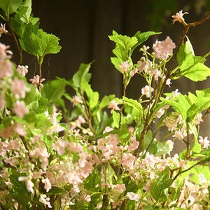 May include: A close-up of a branch of a flowering plant with small pink flowers and green leaves.