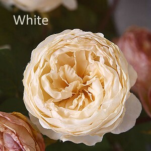 Puede incluir: Una sola rosa blanca con un tono cremoso, blanco roto. La rosa est&aacute; completamente abierta y tiene un aspecto delicado y arrugado.