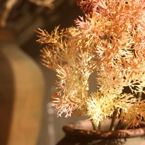 May include: A close-up of a dried, light brown and pink plant with delicate, feathery branches. The plant is in a terracotta pot.