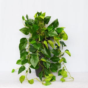 May include: A lush, artificial pothos plant in a dark brown pot. The plant features vibrant green leaves with trailing vines, creating a full and natural appearance. The leaves vary in shades of green, adding depth and realism to the faux plant.