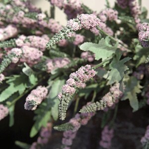Puede incluir: Un ramo de flores de lavanda artificiales con tallos y hojas verdes. Las flores son de color morado claro y est&aacute;n dispuestas en un racimo.