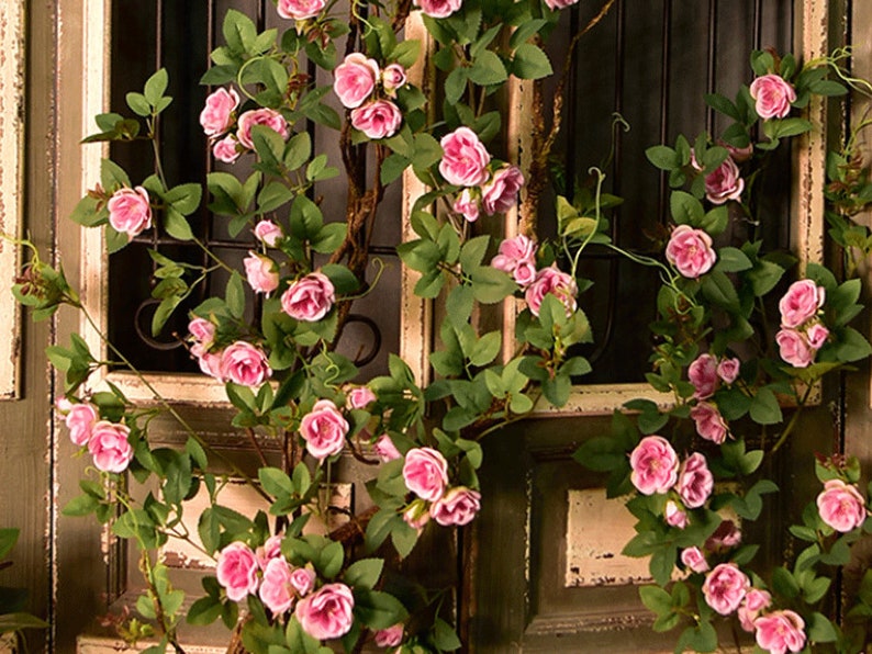 Puede incluir: Una enredadera de rosas rosadas con exuberantes hojas verdes, que cae en cascada por una puerta de madera r&uacute;stica. Las rosas est&aacute;n en plena floraci&oacute;n, creando una exhibici&oacute;n rom&aacute;ntica y elegante.