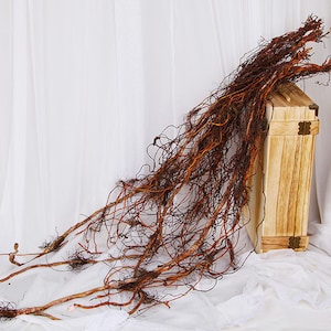 May include: A wooden box with brass accents is partially covered by a large bundle of dried, brown roots.