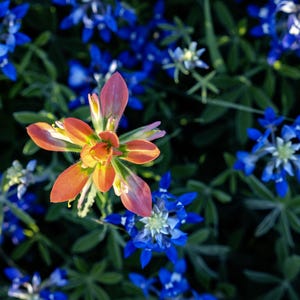 Indian Paintbrush Above Bluebonnets Flower Wall Art
