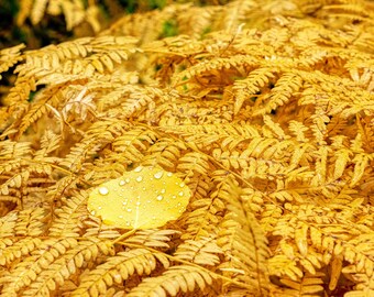 Sea of Fall Ferns with Aspen Leaf