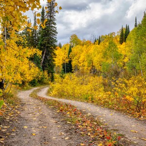 Country Road Photography Print, Color, Colorado, Fall Leaves Golden Yellow Aspens Art Print Wall Decor
