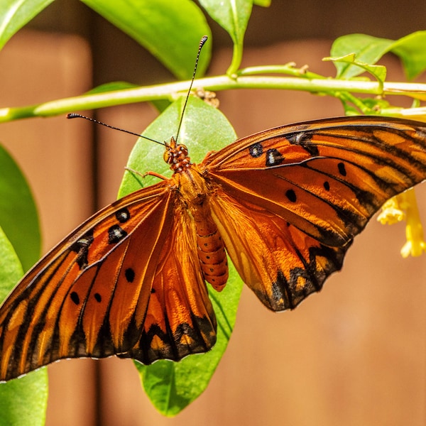 Gulf Fritillary Butterfly - Fine Art Print