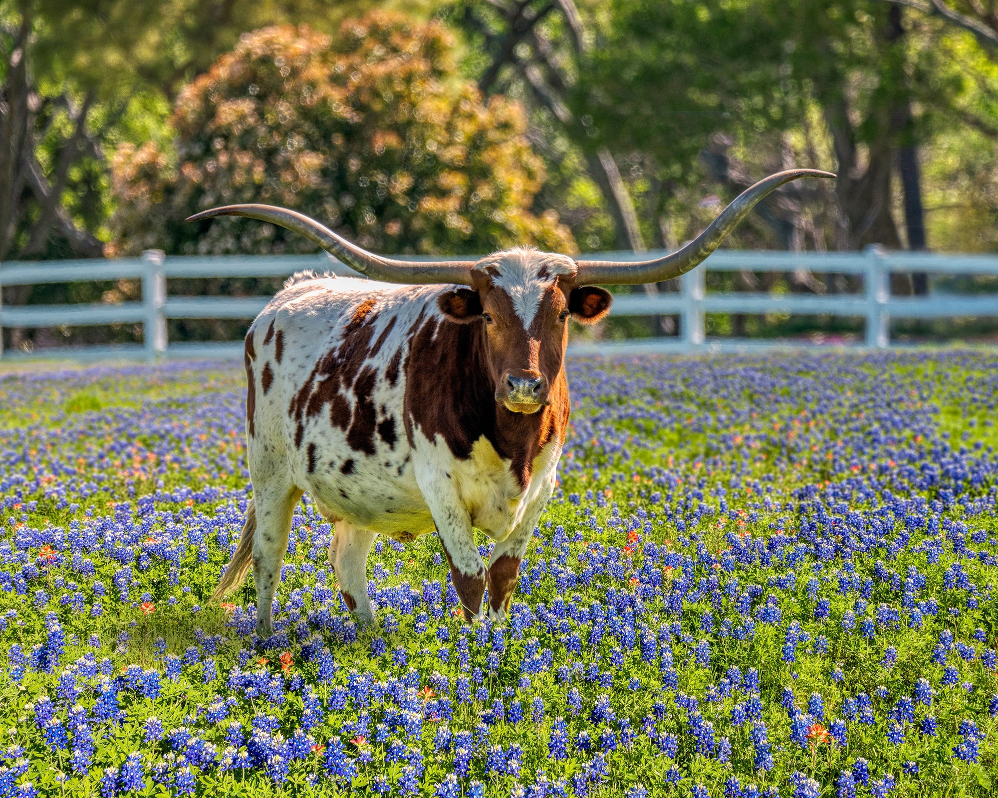 CDYCNXZ Diamond Painting Kit - Longhorn Bull In Bluebonnet Flowers Texas Scene, Round Drill 12x16 Inch