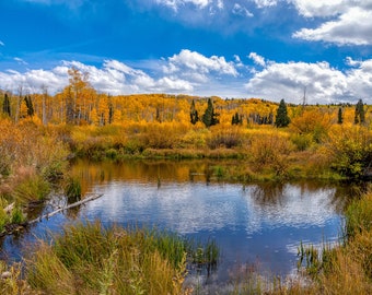 Golden Fall Reflections Wall Art Print